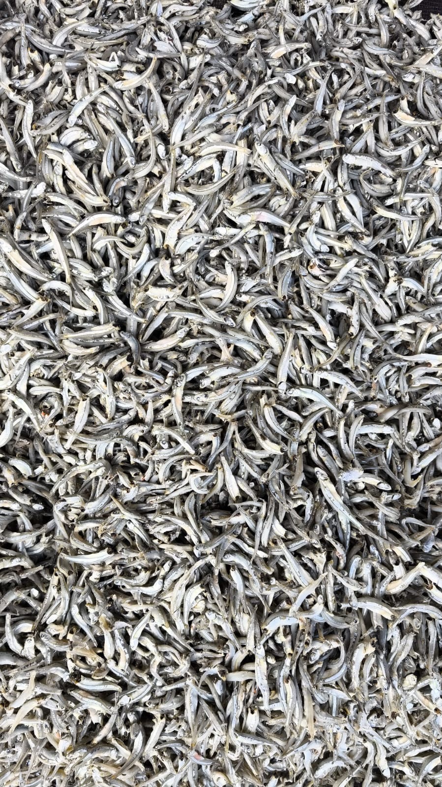 Ikan Teri Jumbo