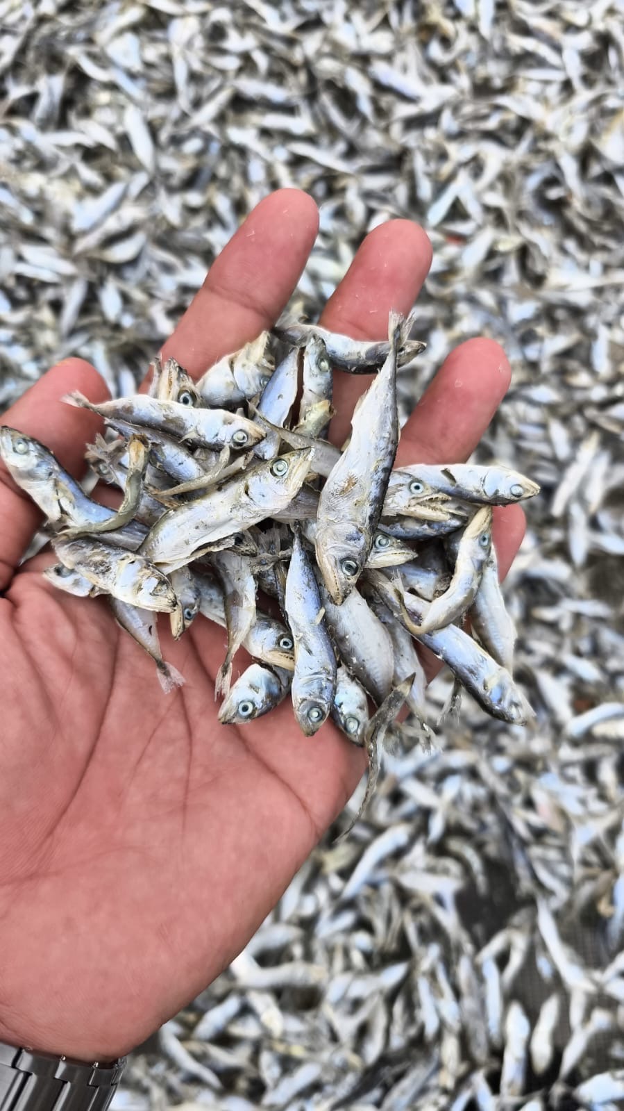Ikan Kembung