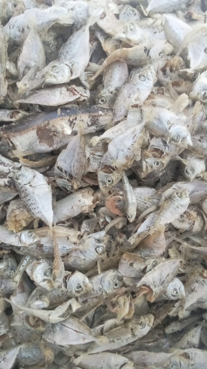 Ikan Petek