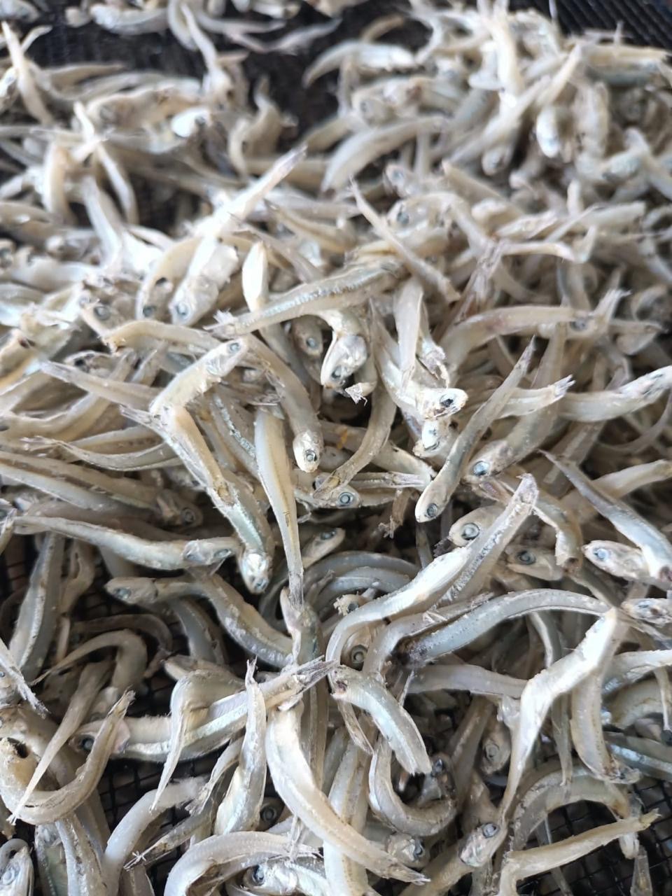 Ikan Teri Buntiaw