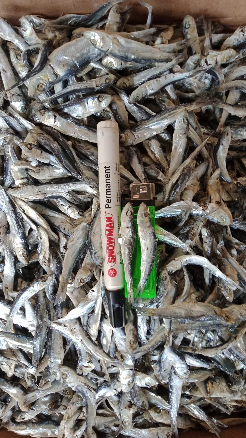 Ikan Tanjan