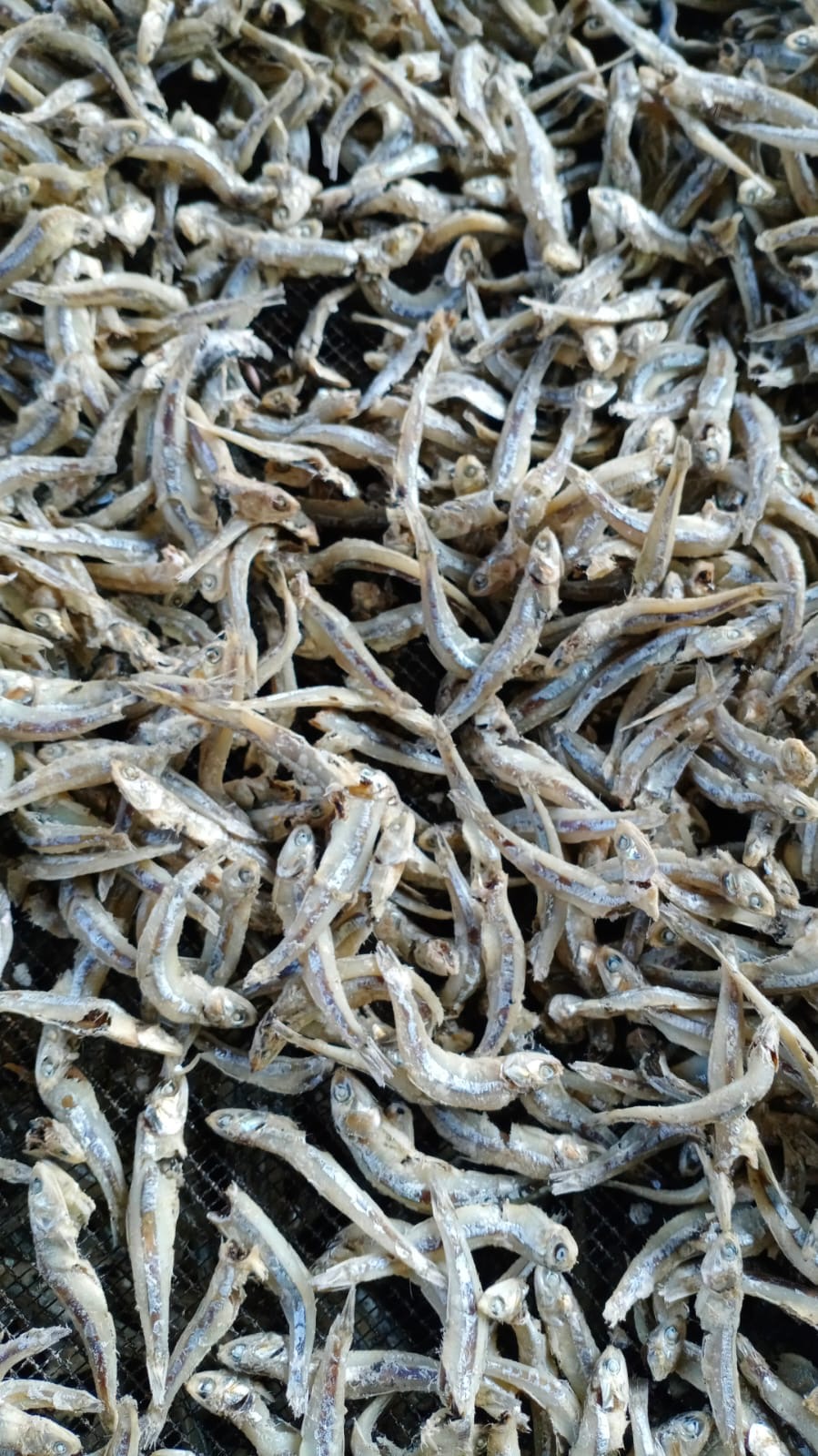 Ikan Teri Jengki